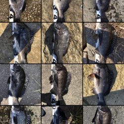 イチノ兄弟、釣果！