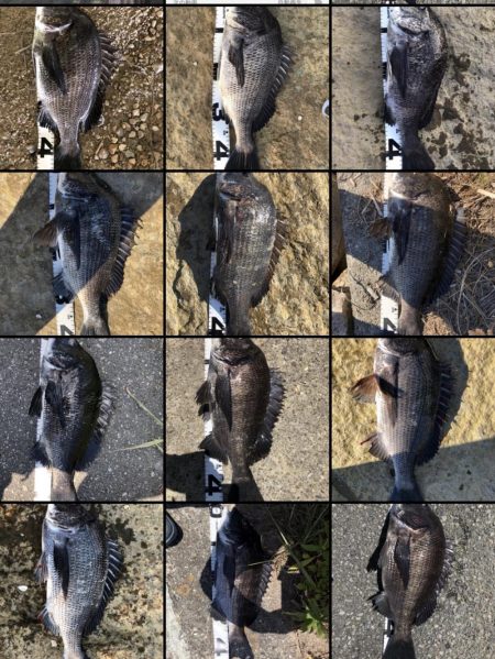 イチノ兄弟、釣果！