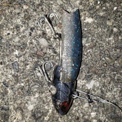 朝まずめシーバス+傷ついた外道