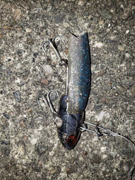 朝まずめシーバス+傷ついた外道