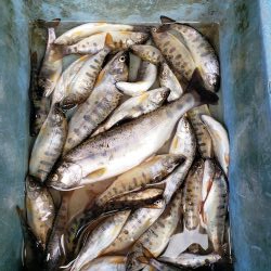 ちびっこ入れ食い！！