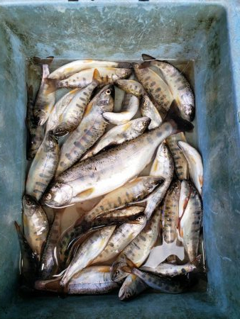 ちびっこ入れ食い！！