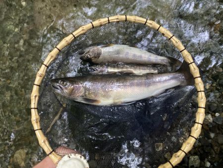 渓流釣り