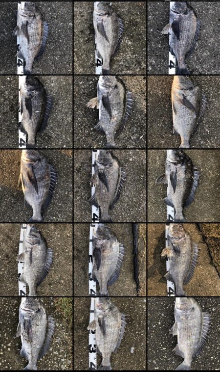 イチノ兄弟、釣果!