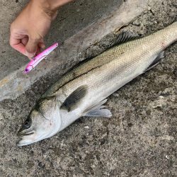 夏タチ爆釣！！！！