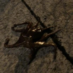 5ゲット2キープ3逃走！タコまつり開催中