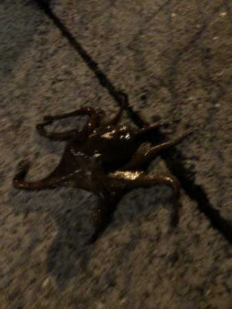 5ゲット2キープ3逃走！タコまつり開催中