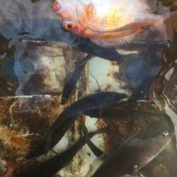 大アジ狙い。五目釣り