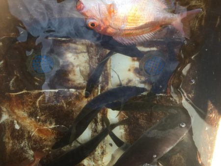 大アジ狙い。五目釣り