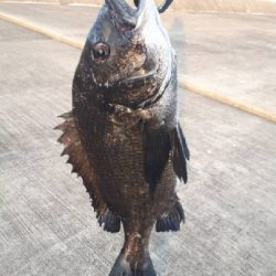 マダイ、青物、シーバス他