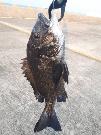 マダイ、青物、シーバス他