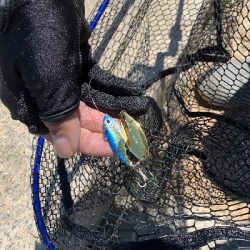 またしてもデイシーバス！