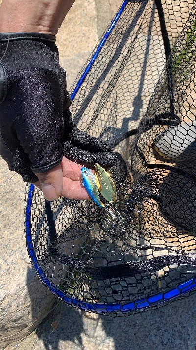 またしてもデイシーバス！