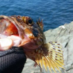 青物パーティー