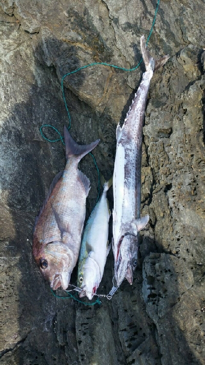 アオリイカ～！！