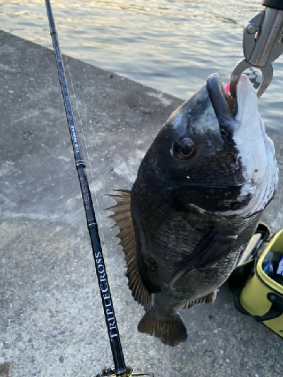 小鯖釣りが＼(^^)／