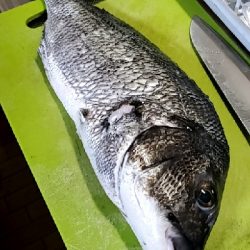 キス狙いが…まさかの…黒鯛(チヌ)