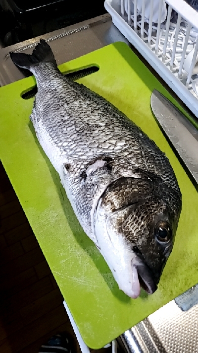 キス狙いが…まさかの…黒鯛(チヌ)