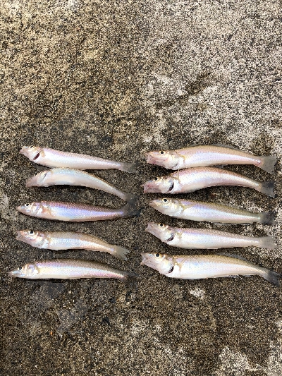 80センチ！！！あと5センチ！！！