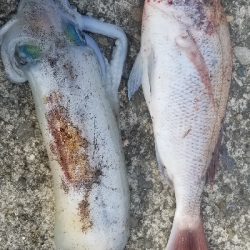 イカと鯛で満足