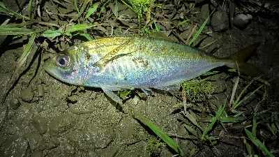 メバル、ネンブツダイ、ガシラ、サバ、アジ