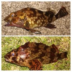 メバリング2010〜2153