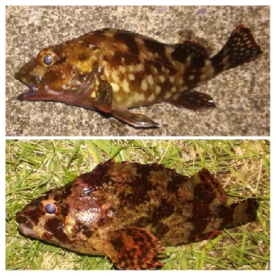 メバリング2010〜2153