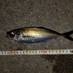 最近見ないサイズ。尺はなかったが