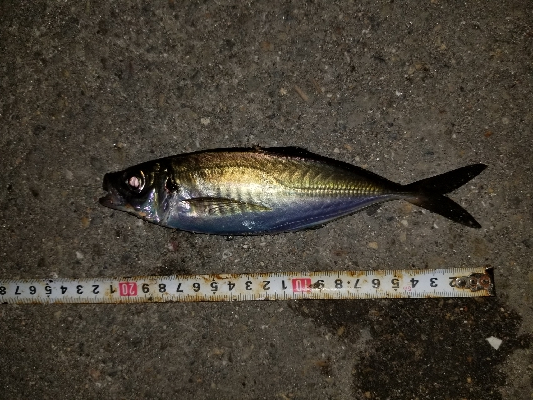 最近見ないサイズ。尺はなかったが