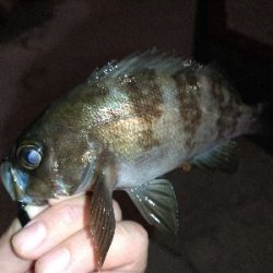 淡路島観光ホテル·アジング爆釣！