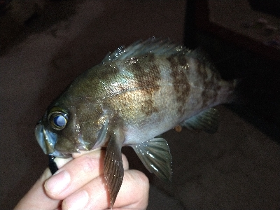 淡路島観光ホテル·アジング爆釣！