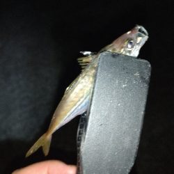 淡路島ライトゲーム３目！