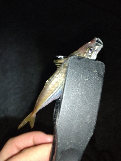 淡路島ライトゲーム３目！