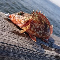 サバ探し南港編