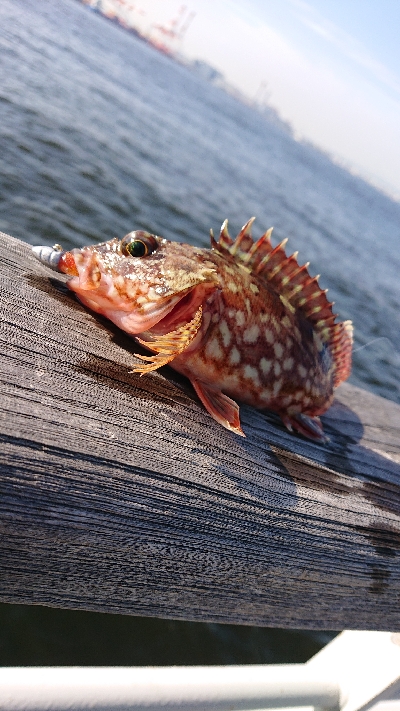 サバ探し南港編