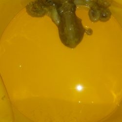 タコ釣れました。