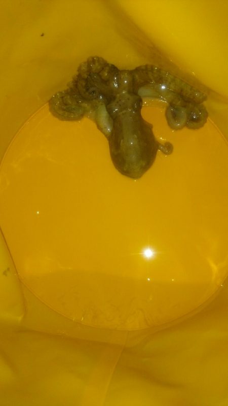 タコ釣れました。