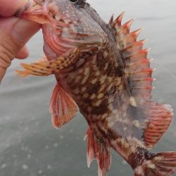 南港サバ&ガシラ&メバル