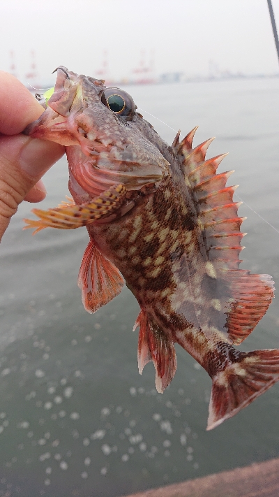 南港サバ&ガシラ&メバル