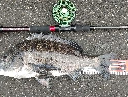 小雨の中でクロダイ2尾ゲット