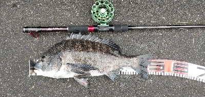 小雨の中でクロダイ2尾ゲット