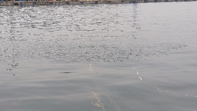 大物不発、小サバ祭り