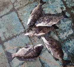 イガイ団子で真チヌ