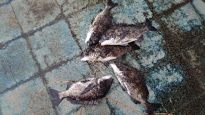 イガイ団子で真チヌ