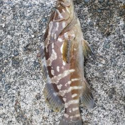 おまけ付きで。