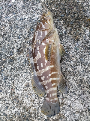 おまけ付きで。