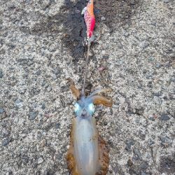 秋イカ早くも始まりかな。