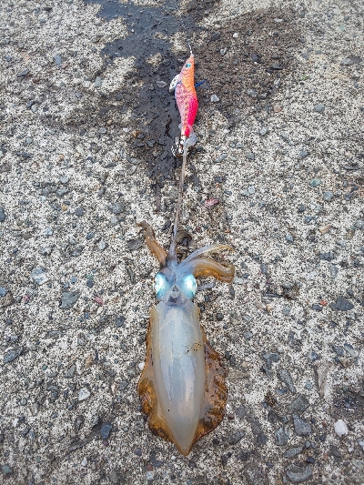 秋イカ早くも始まりかな。