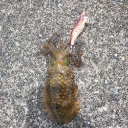 久し振りの当たり方