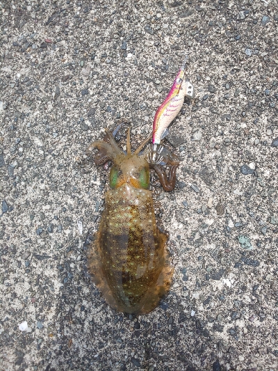 久し振りの当たり方